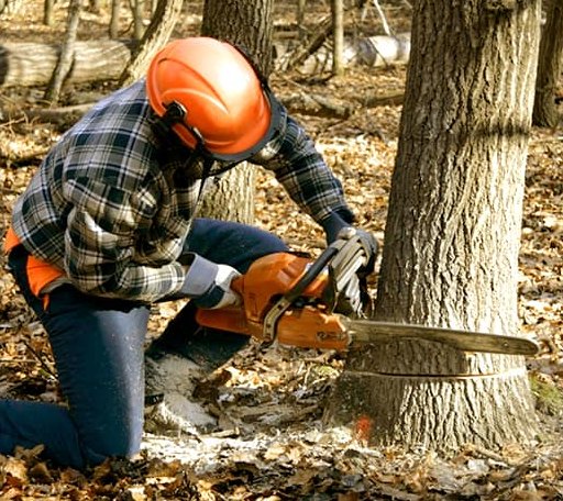 Tree Removal in Oakland, NE